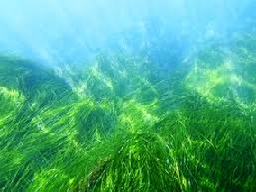 coral reef seagrass